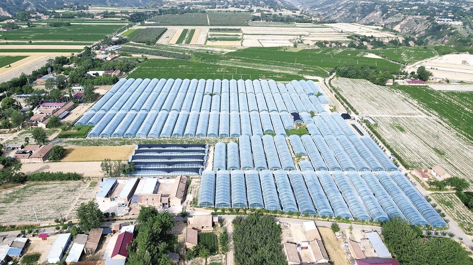 黨建引領聚鏈成勢 產業融合賦能振興