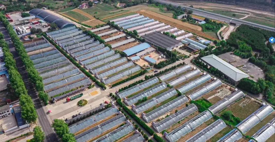 慶城縣農(nóng)文旅融合解鎖鄉(xiāng)村振興多元密碼 ——窯洞飄香引客至 杏果生金鏈全國(guó) 云端菜園系鄉(xiāng)情