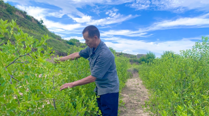 從邊角荒地到“聚寶盆”——慶城縣酸棗產(chǎn)業(yè)激活鄉(xiāng)村振興新動能