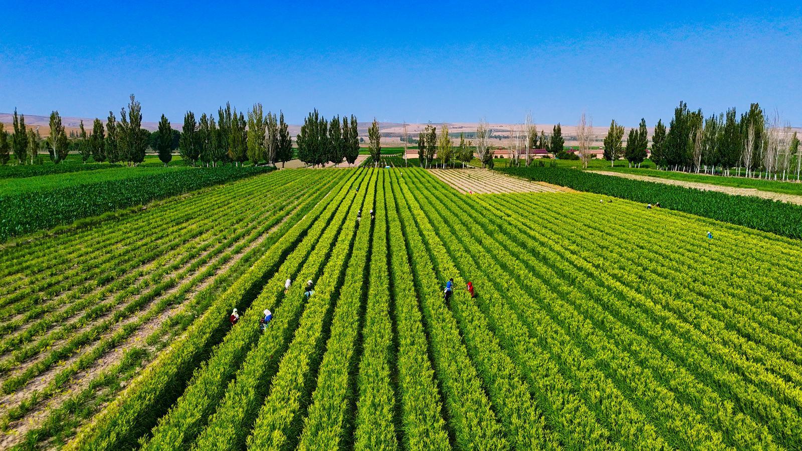 【攝影報道】金色浪潮涌環州！環縣2萬畝黃花菜開采搶“鮮”