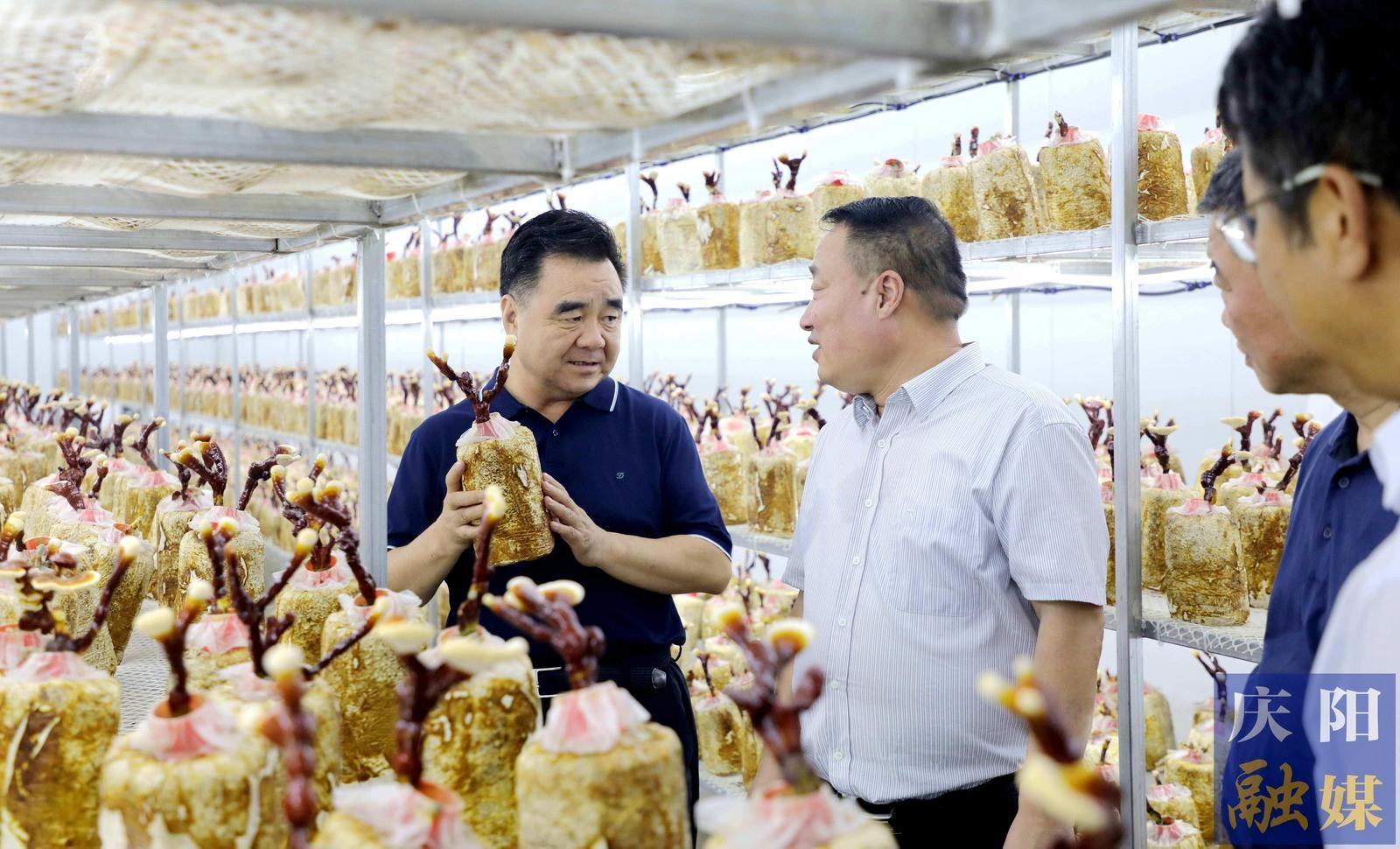 黃澤元在寧縣調研時強調 聚焦特色優勢推進農業產業轉型升級 更好促進產業增值企業增效群眾增收