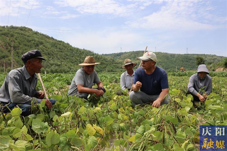【慶陽榜樣】譙顯明：四十載春秋深耕沃野 科技興農初心如磐