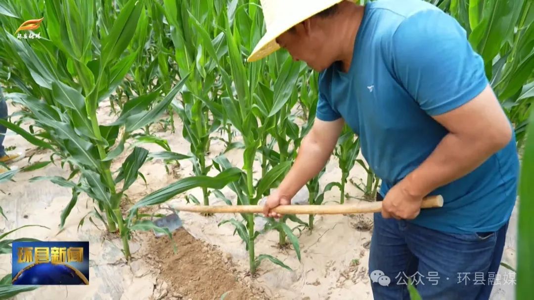 環(huán)縣蘆家灣鄉(xiāng)：積極發(fā)展種植業(yè) 繪就鄉(xiāng)村豐收圖