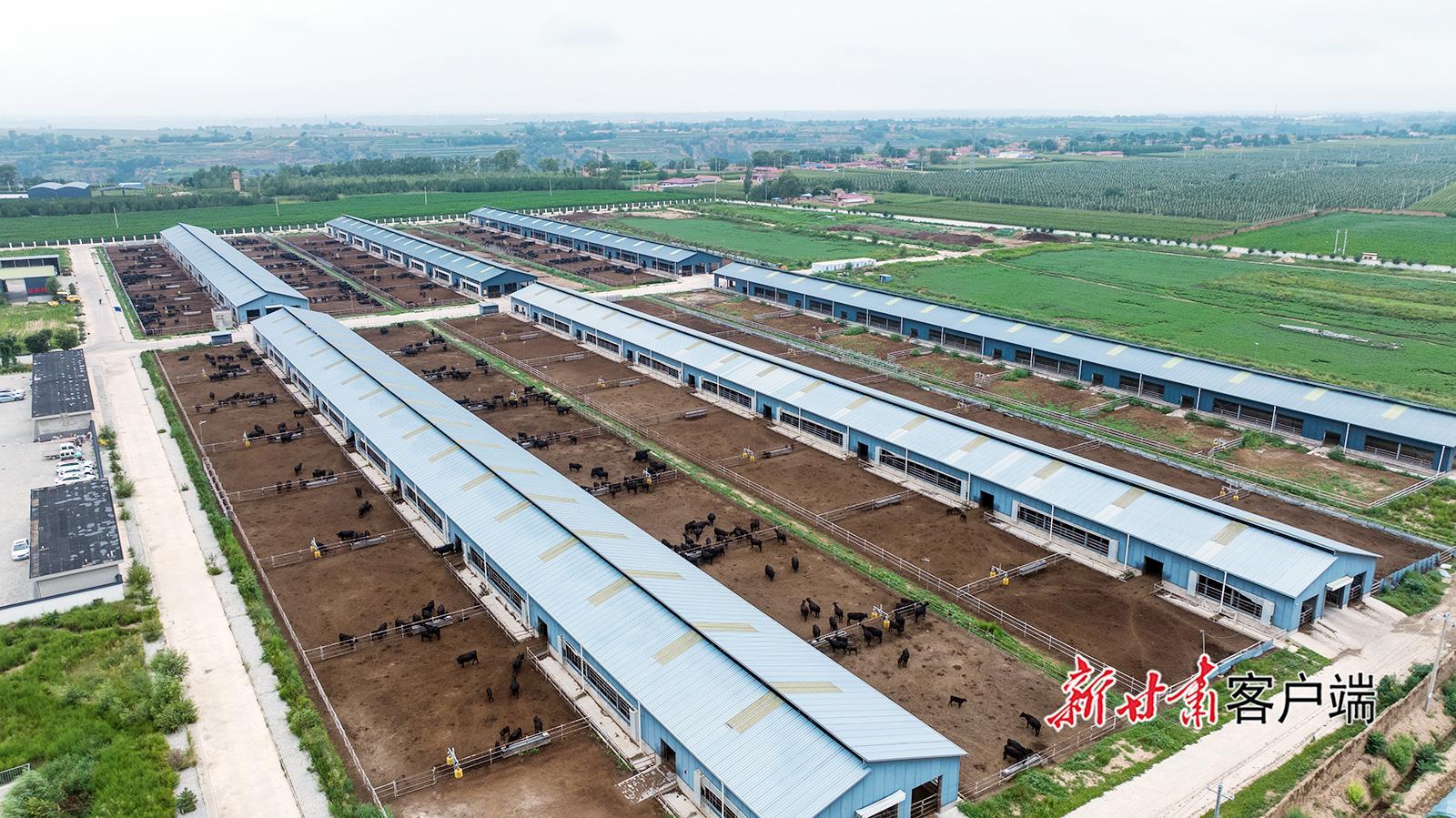 鎮原縣：肉牛“牽”出鄉村振興新圖景