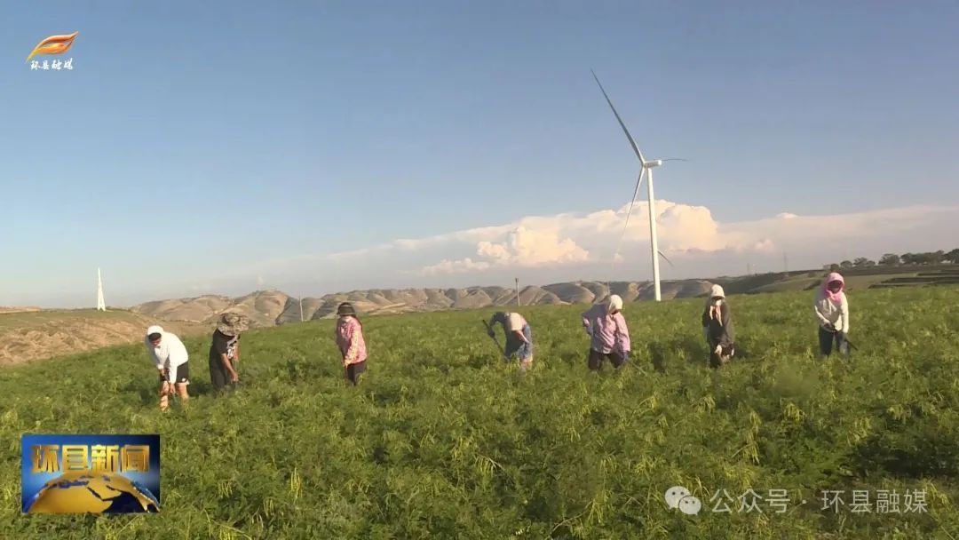 環縣：藥材田間管理忙 致富路上飄藥香