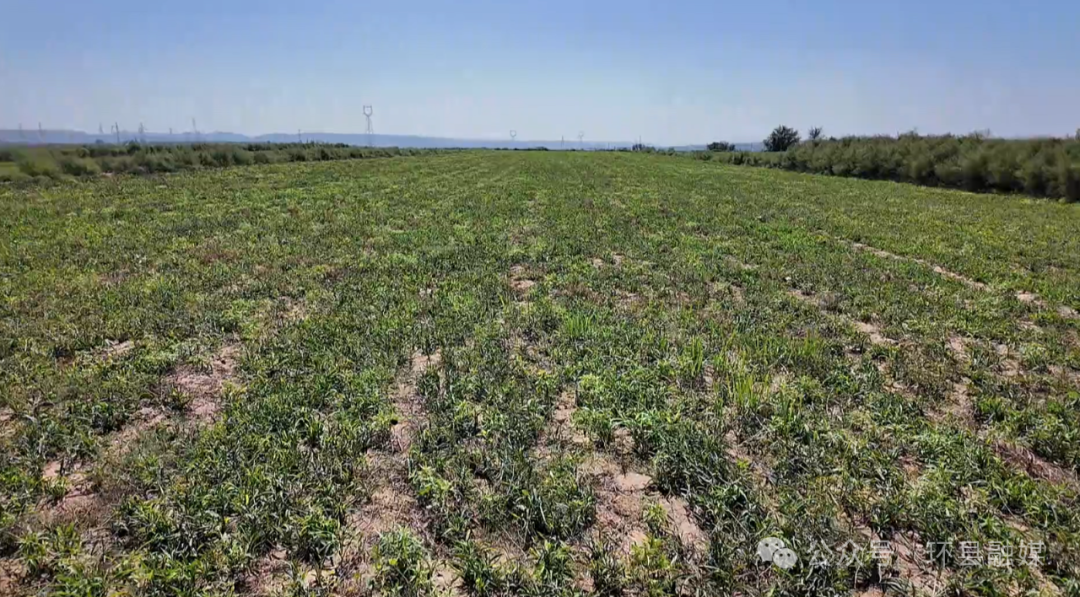 立秋雨歇 環州旱塬鋪綠錦——遍野莊稼孕豐收