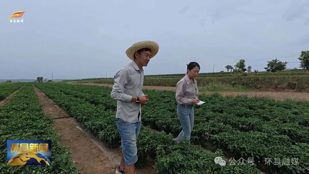 環縣洪德鎮：小辣椒“映紅”致富路 中藥材“種出”好“錢景”