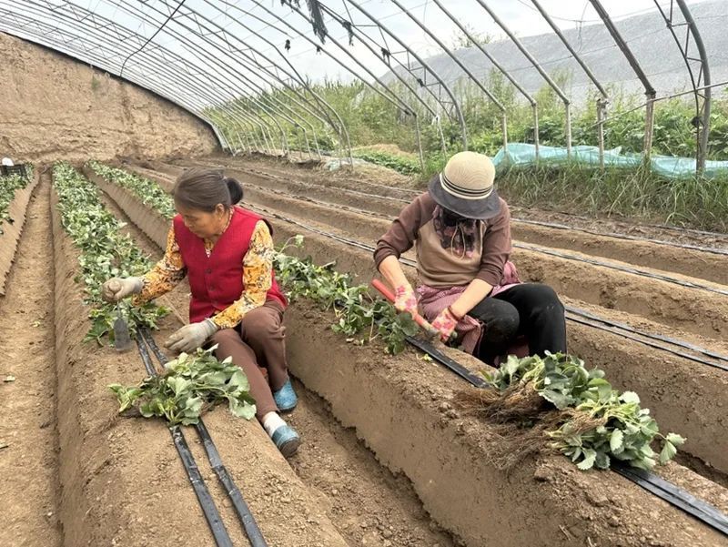 【鄉村行 看振興】西峰區米王村：草莓栽苗正當時 大棚孕育“甜蜜希望”