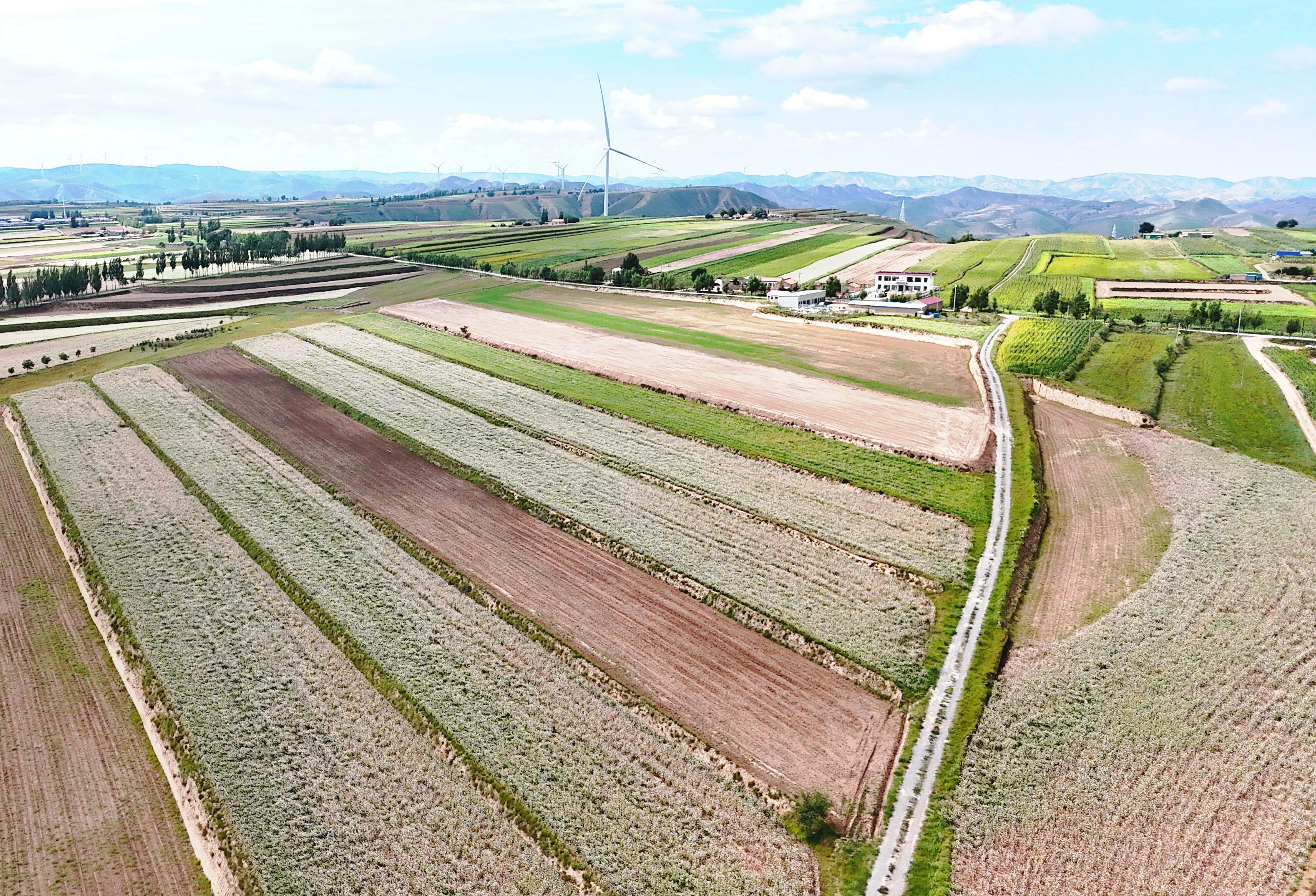 風過環縣羅山川鄉：4.2萬畝蕎麥花鋪就秋日畫卷