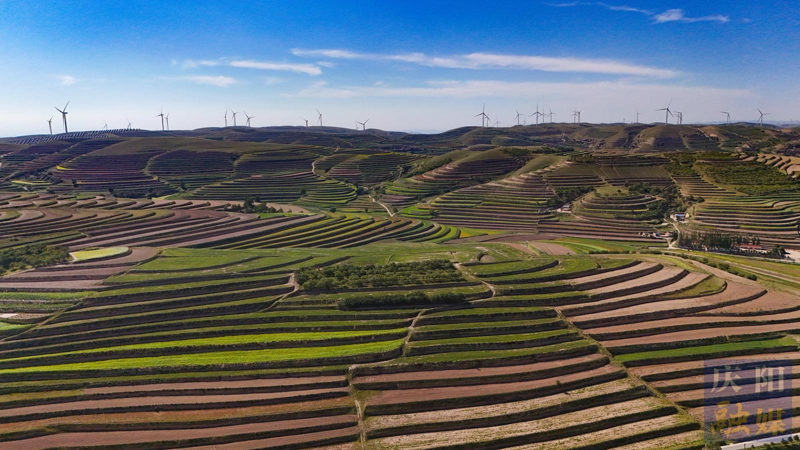 【攝影報(bào)道】環(huán)縣毛井鎮(zhèn)：五彩田園  豐產(chǎn)在望