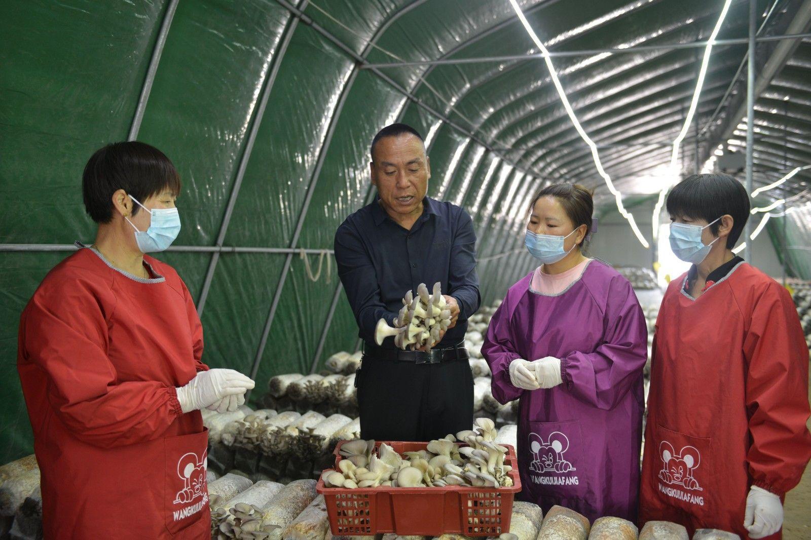 寧縣：食用菌產業“多點開花”鄉村振興“菇”舞人心