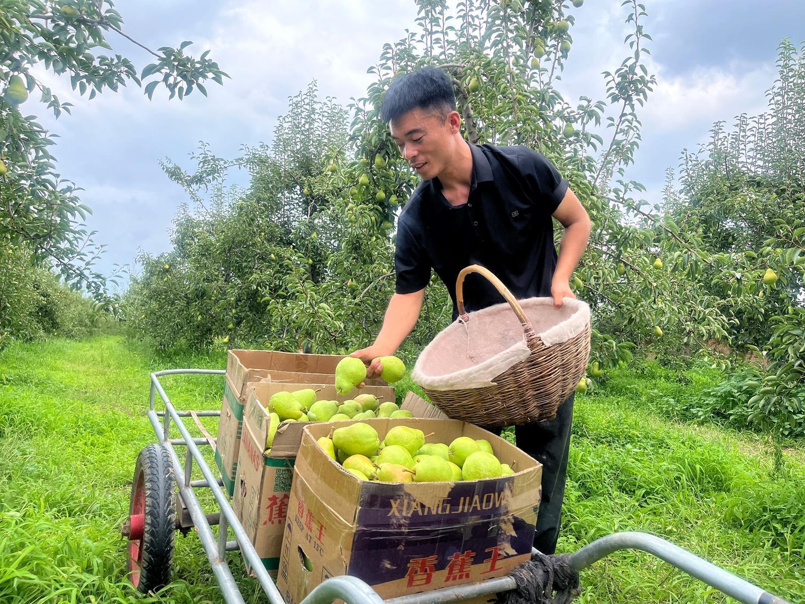 甘肅西峰區陳戶村：秋日采摘忙 梨香引客來