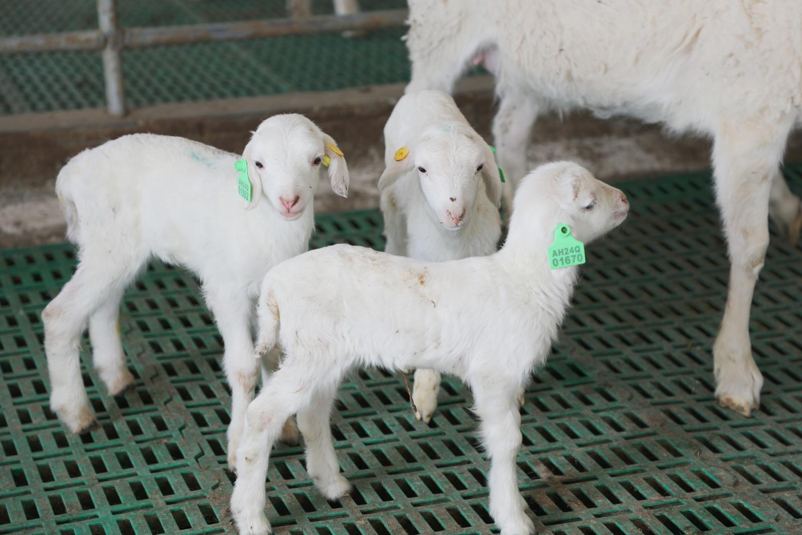 慶城縣：搶抓東西部協(xié)作機(jī)遇 肉羊產(chǎn)業(yè)為鄉(xiāng)村振興注入強(qiáng)勁動(dòng)力