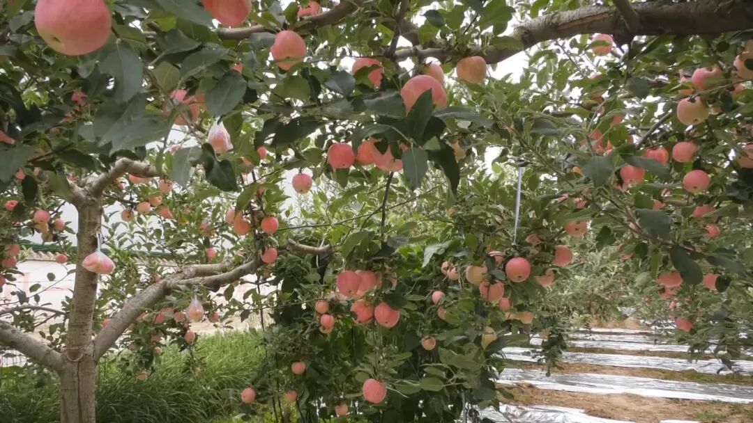 慶城：蘋果“采前保衛戰”打響，科技助力果品提質增效