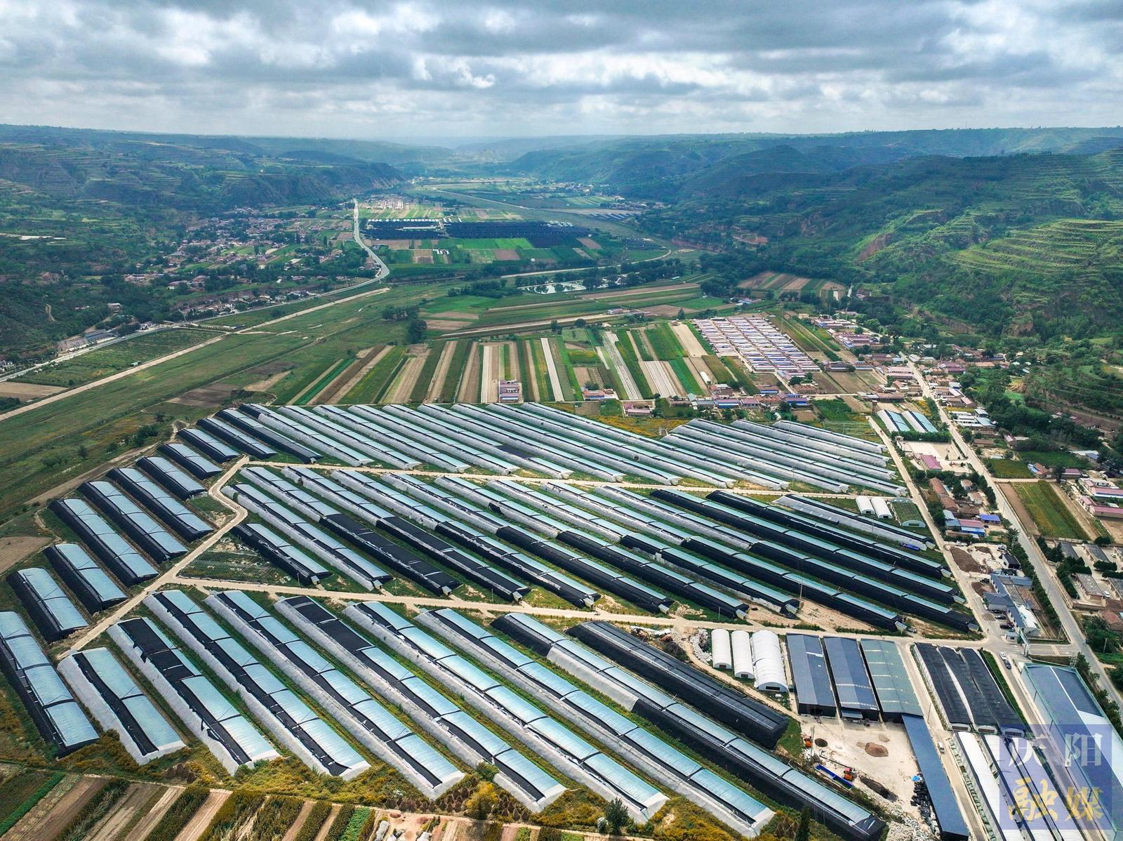【攝影報道】鎮原縣開邊鎮：菌菇南瓜“輪班上崗”效益高