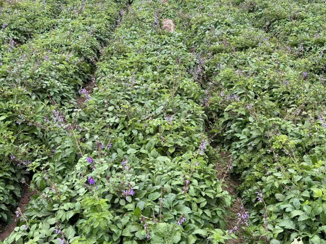 【2025甘肅·慶陽歧黃文化論壇】厚土岐黃源 今朝藥香濃——正寧中藥材產(chǎn)業(yè)“鏈”出富民強(qiáng)縣新篇章