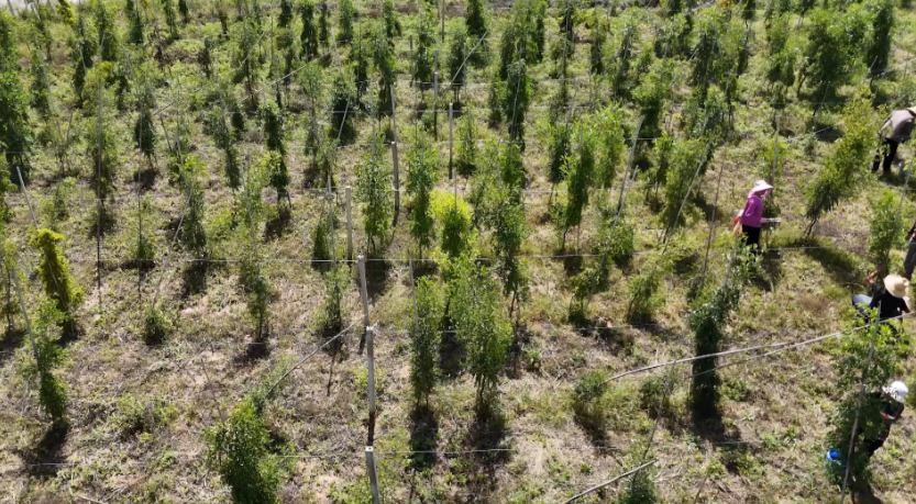 【鄉(xiāng)村行 看振興】合水縣板橋鎮(zhèn)陽洼村：酸棗滿枝迎采收 集體經(jīng)濟(jì)添活力