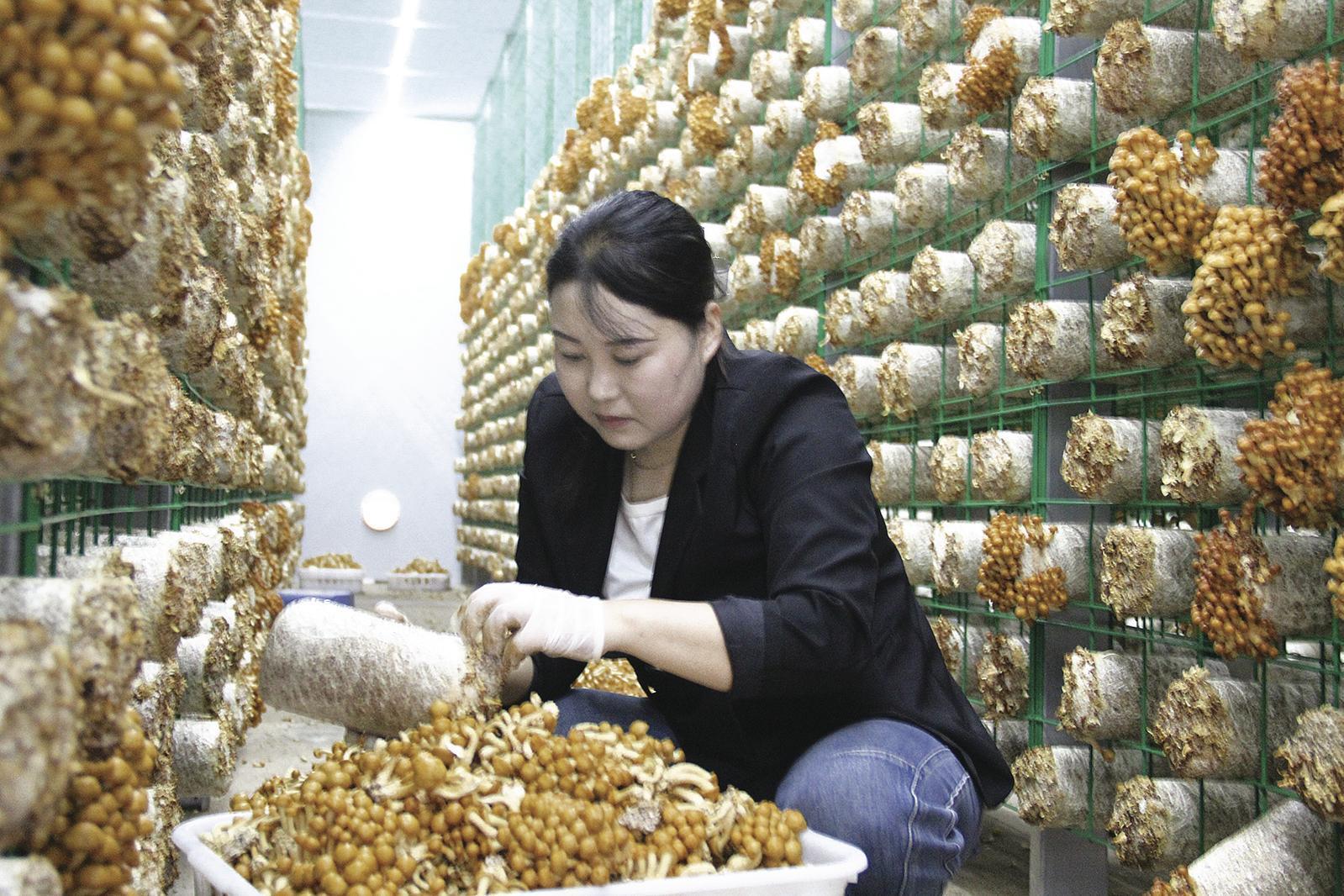 【鄉村振興】寧縣：食用菌產業蓬勃發展 鄉村振興“菇”舞人心