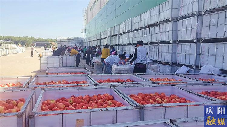 寧縣預(yù)計(jì)今年蘋果總產(chǎn)量達(dá)60萬(wàn)噸