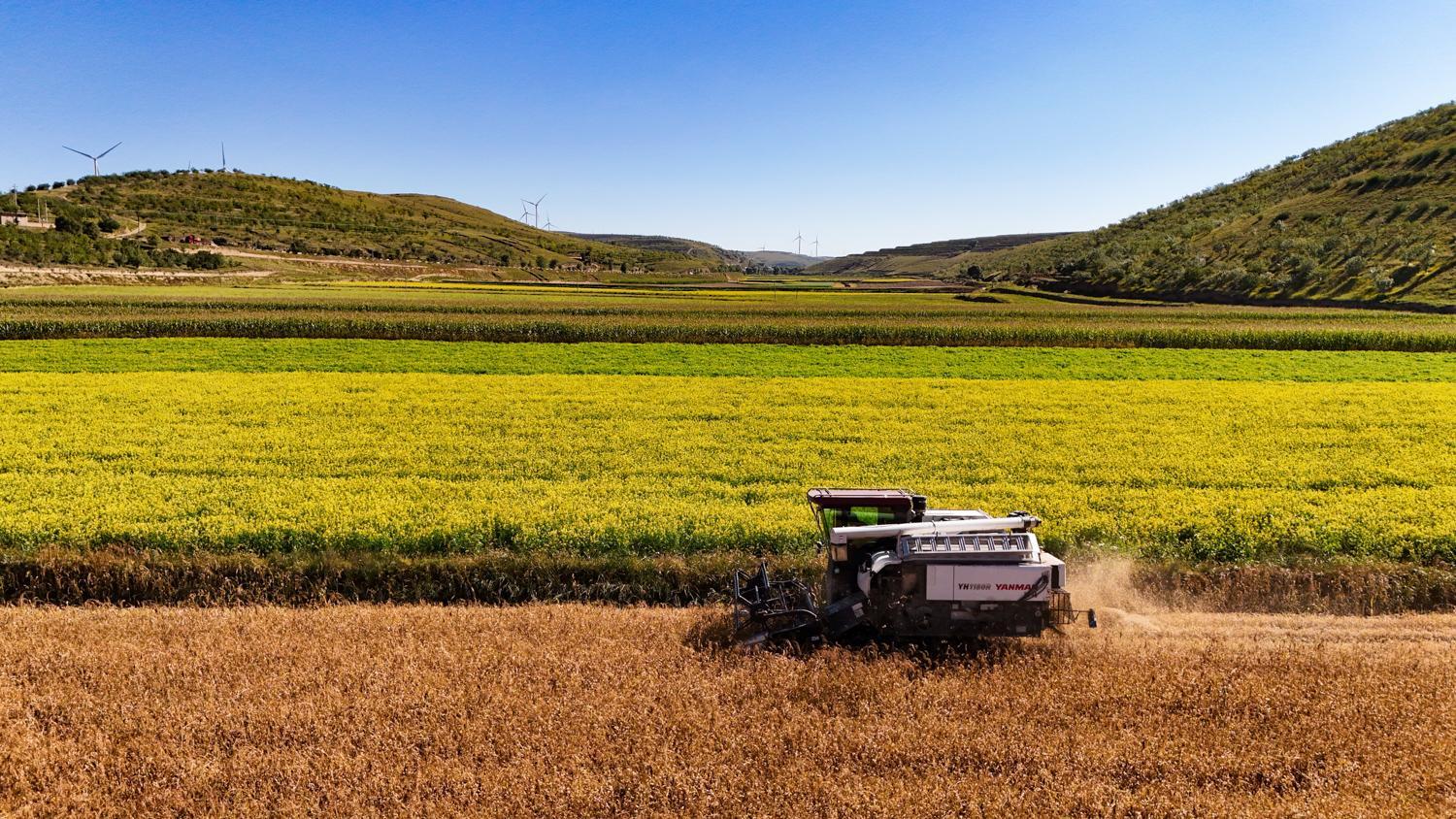 【攝影報道】環縣毛井鎮：秋糧搶收忙