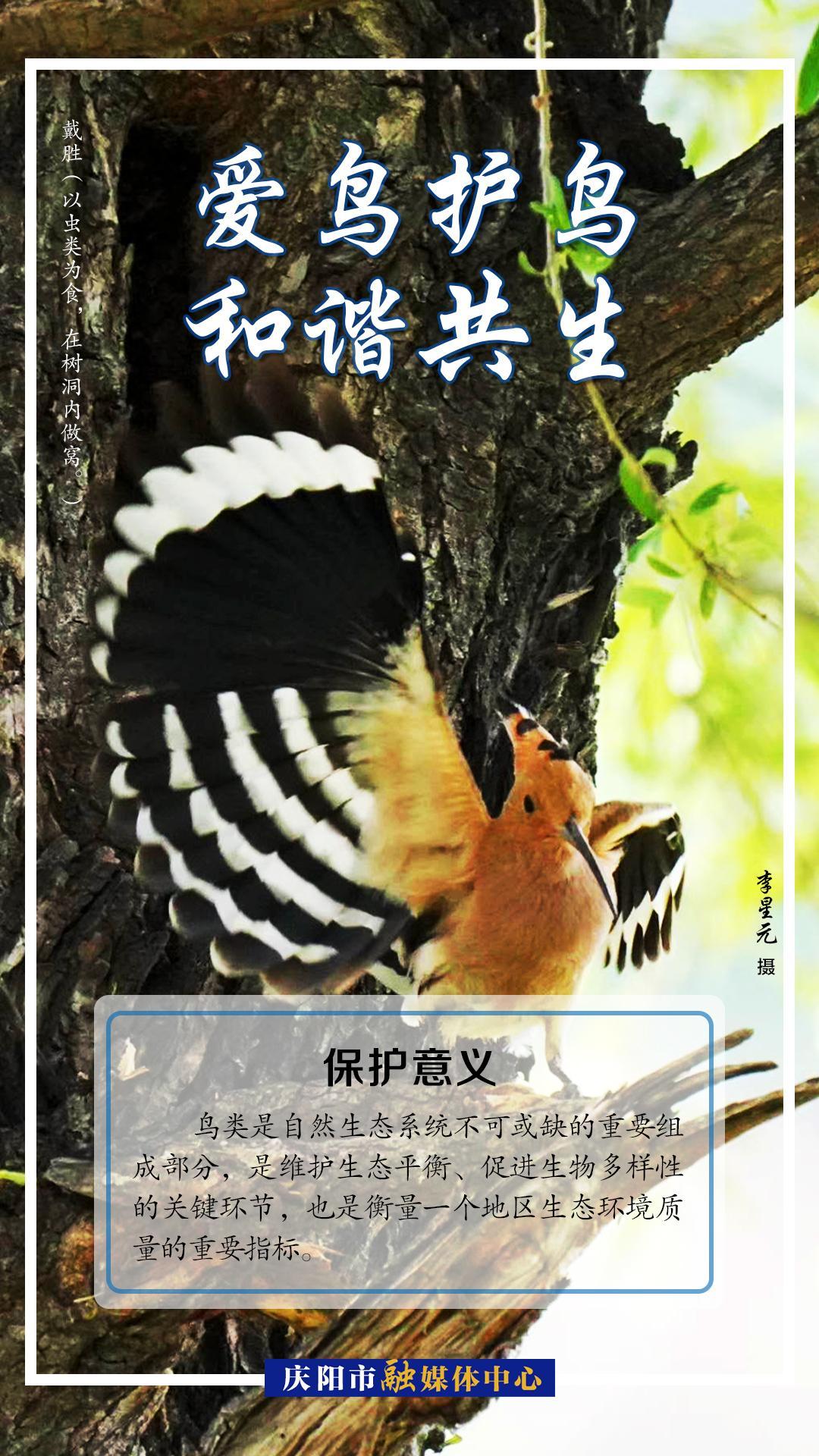 【微海報(bào)】愛鳥護(hù)鳥 人鳥和諧