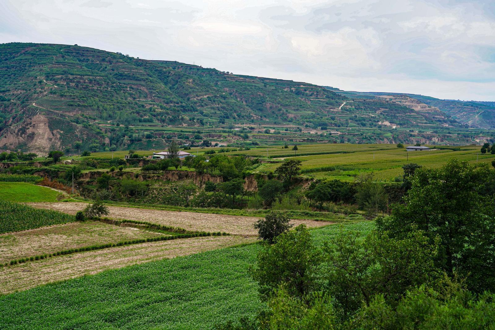 【鄉村振興】環縣合道鎮：玉米撐起“黃金傘” 藥材織就“致富網”