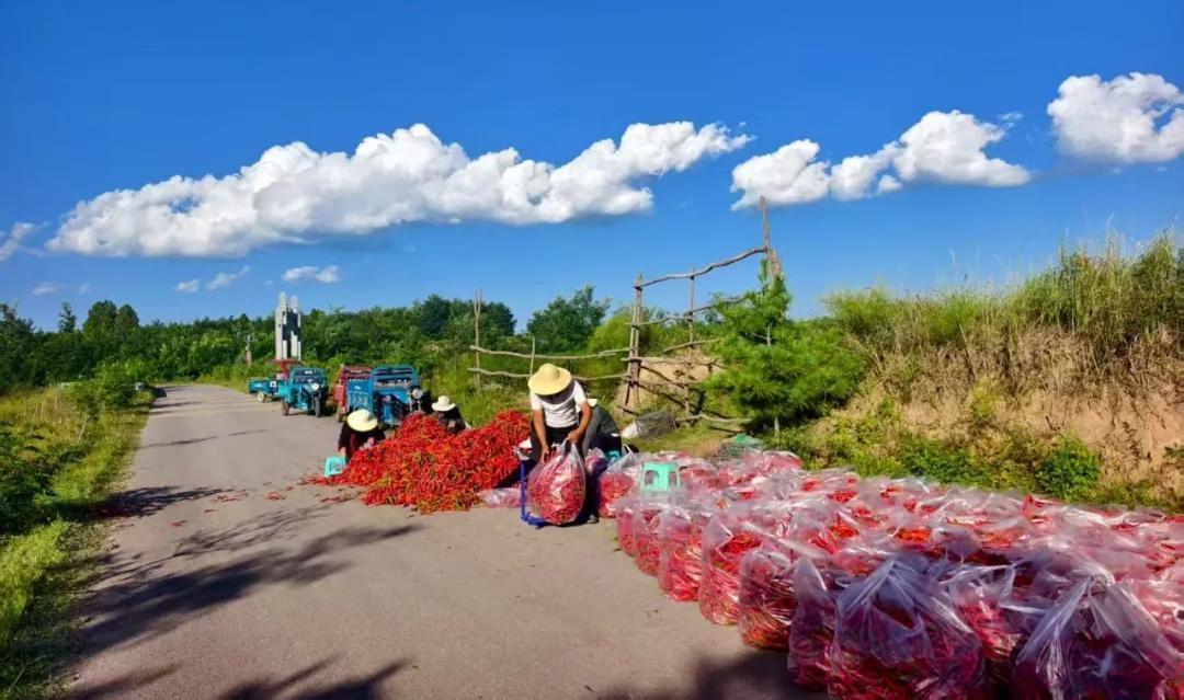 【鄉村振興】寧縣：紅火產業成為群眾致富“強勁引擎”