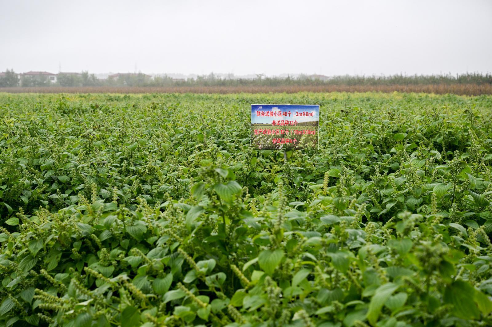 【攝影報道】甘肅省油料產業體系紫蘇增產提效技術觀摩交流會在慶陽舉辦