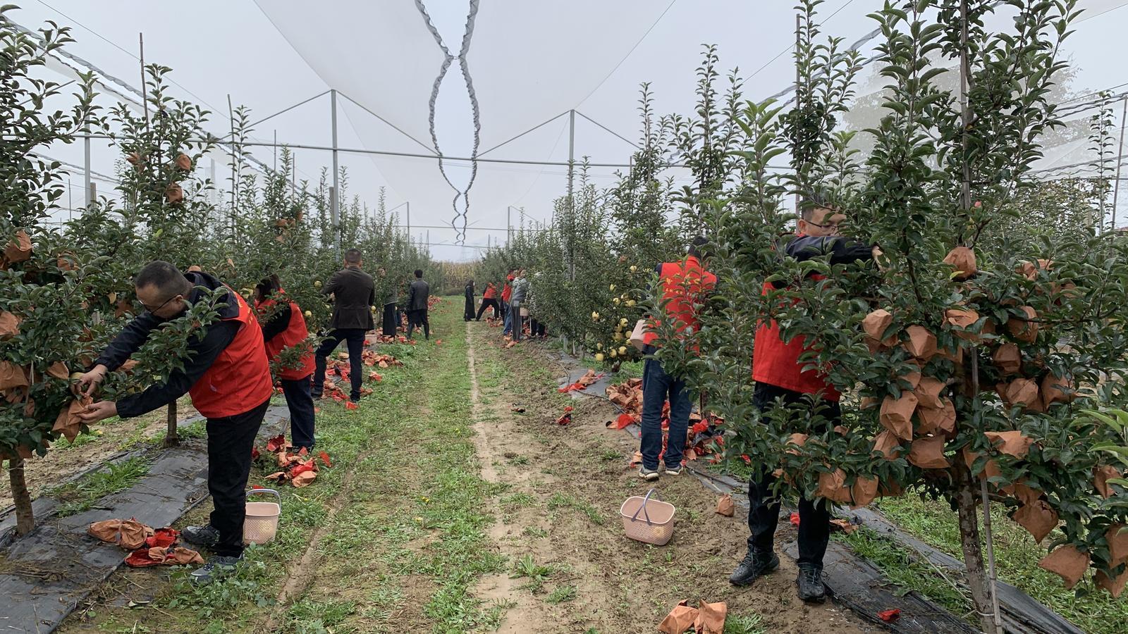 【2025中國蘋果年會在慶陽】干群同心齊上陣 助農采收解民憂——慶城縣驛馬鎮黨員干部深入田間地頭幫助群眾搶收蘋果