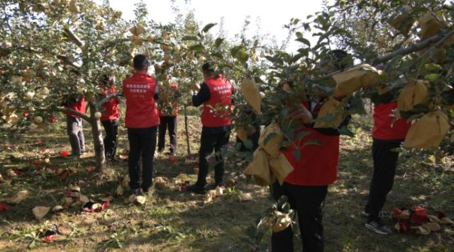 合水縣店子鄉：晴日搶收解民憂 多方聯動顯擔當