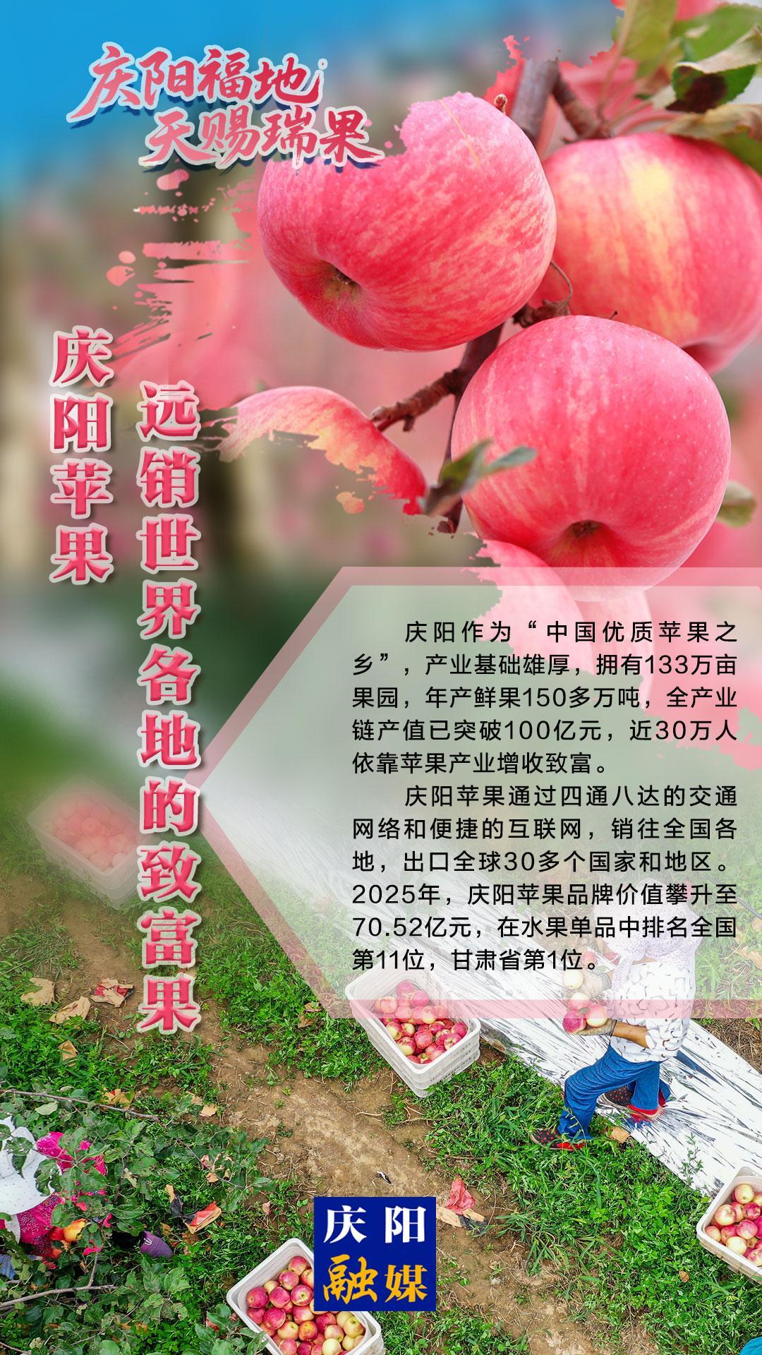 2025中國蘋果年會在慶陽·微海報(bào)丨慶陽蘋果——遠(yuǎn)銷世界各地的致富果