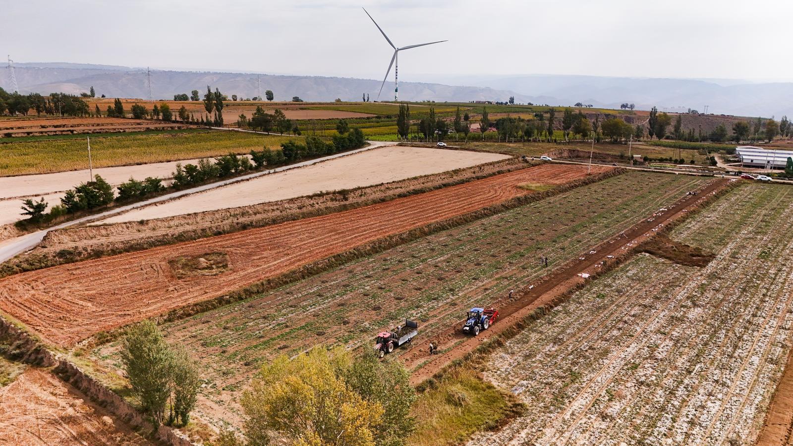 【攝影報道】環縣秦團莊鄉千畝藥田：板藍根采挖忙