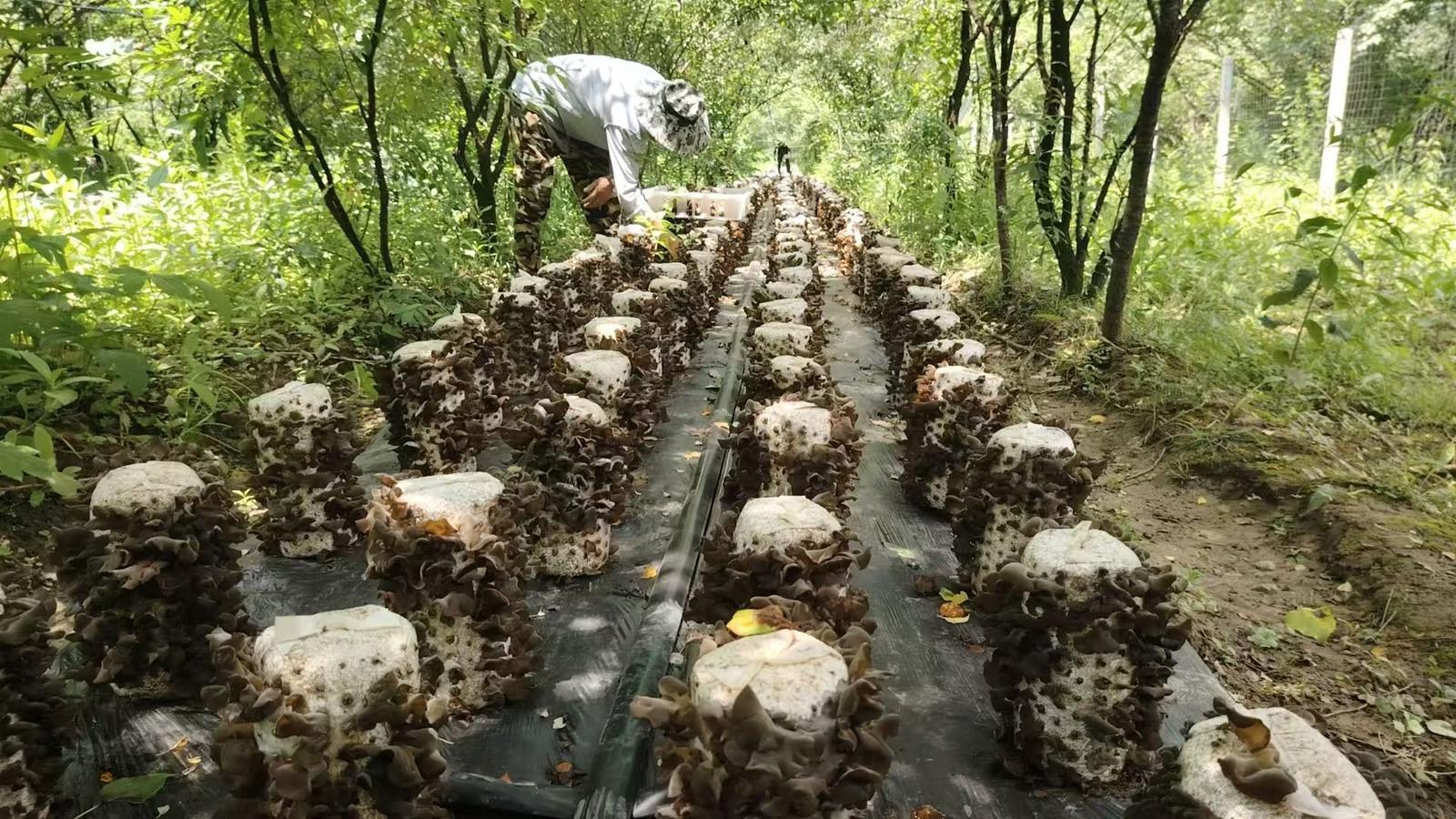 寧縣：黨建引領產業興 木耳綻放致富花