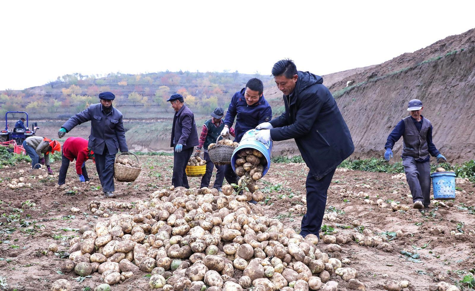 【攝影報道】環縣蘆家灣鄉：2.8萬畝洋芋喜獲豐收