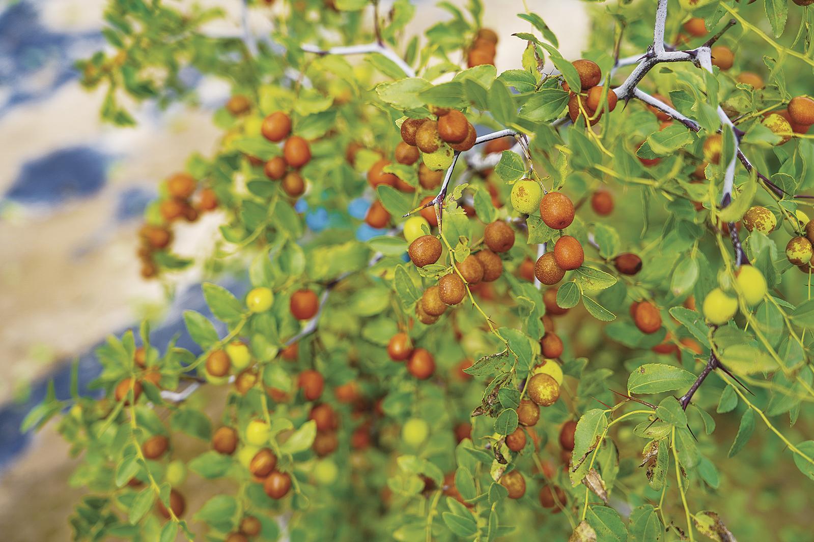 環縣洪德鎮：酸棗種植讓“荒山地”變“致富田”