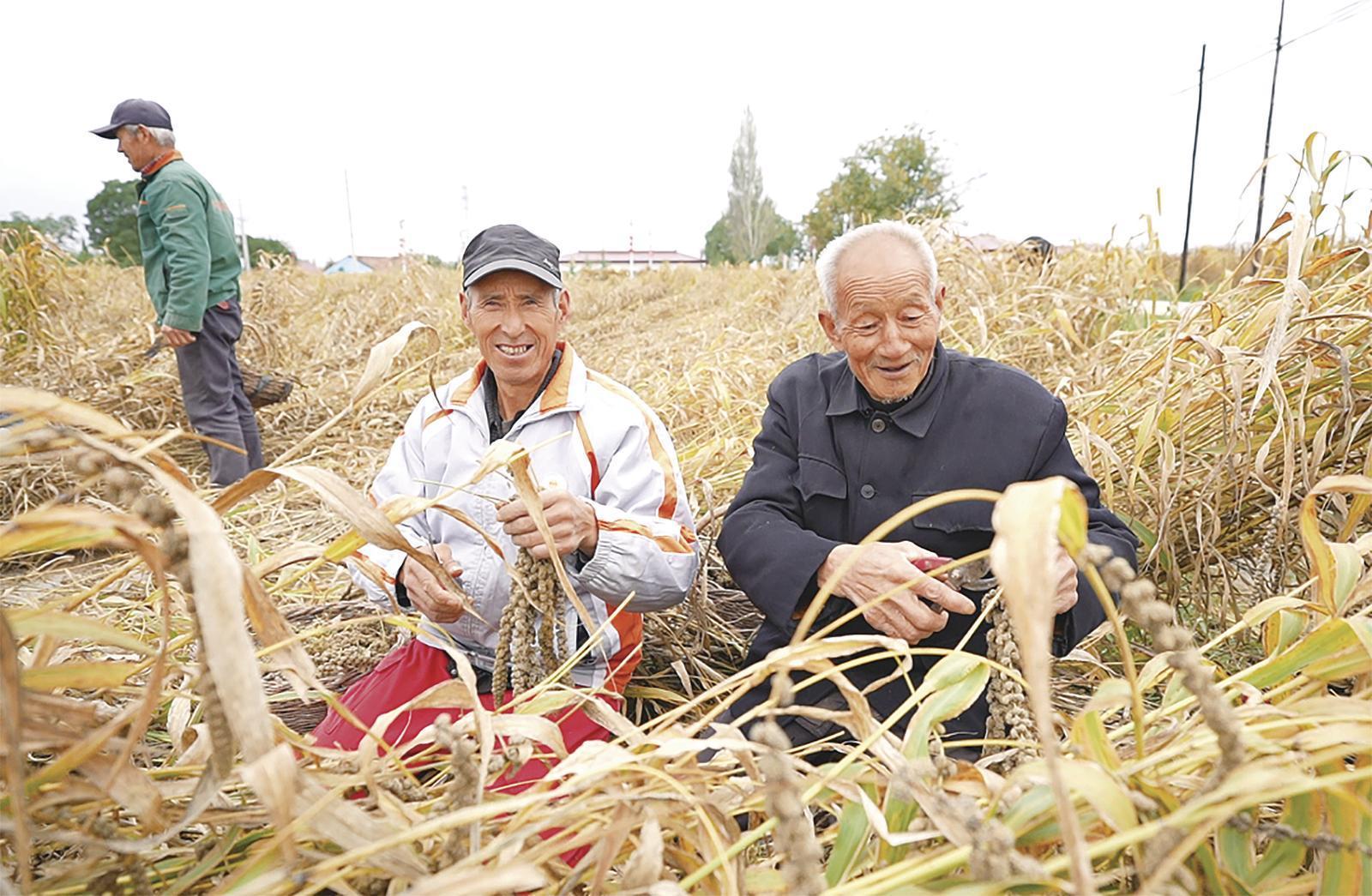 合水縣：干群同心保秋收 全力守護“糧袋子”