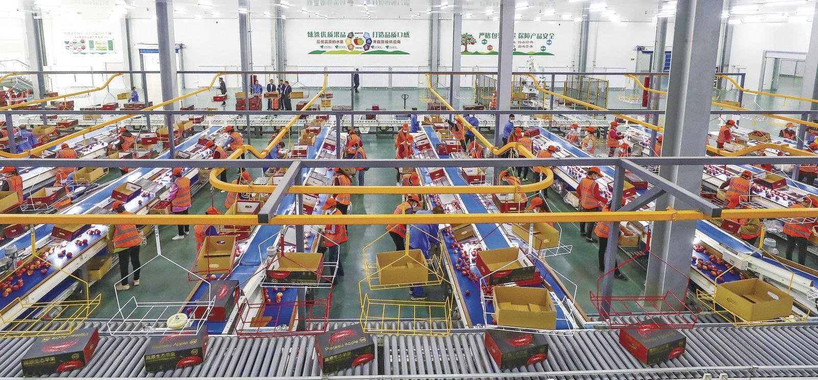 寧縣：特色產業“調色盤” 繪就鄉村振興“斑斕畫卷”