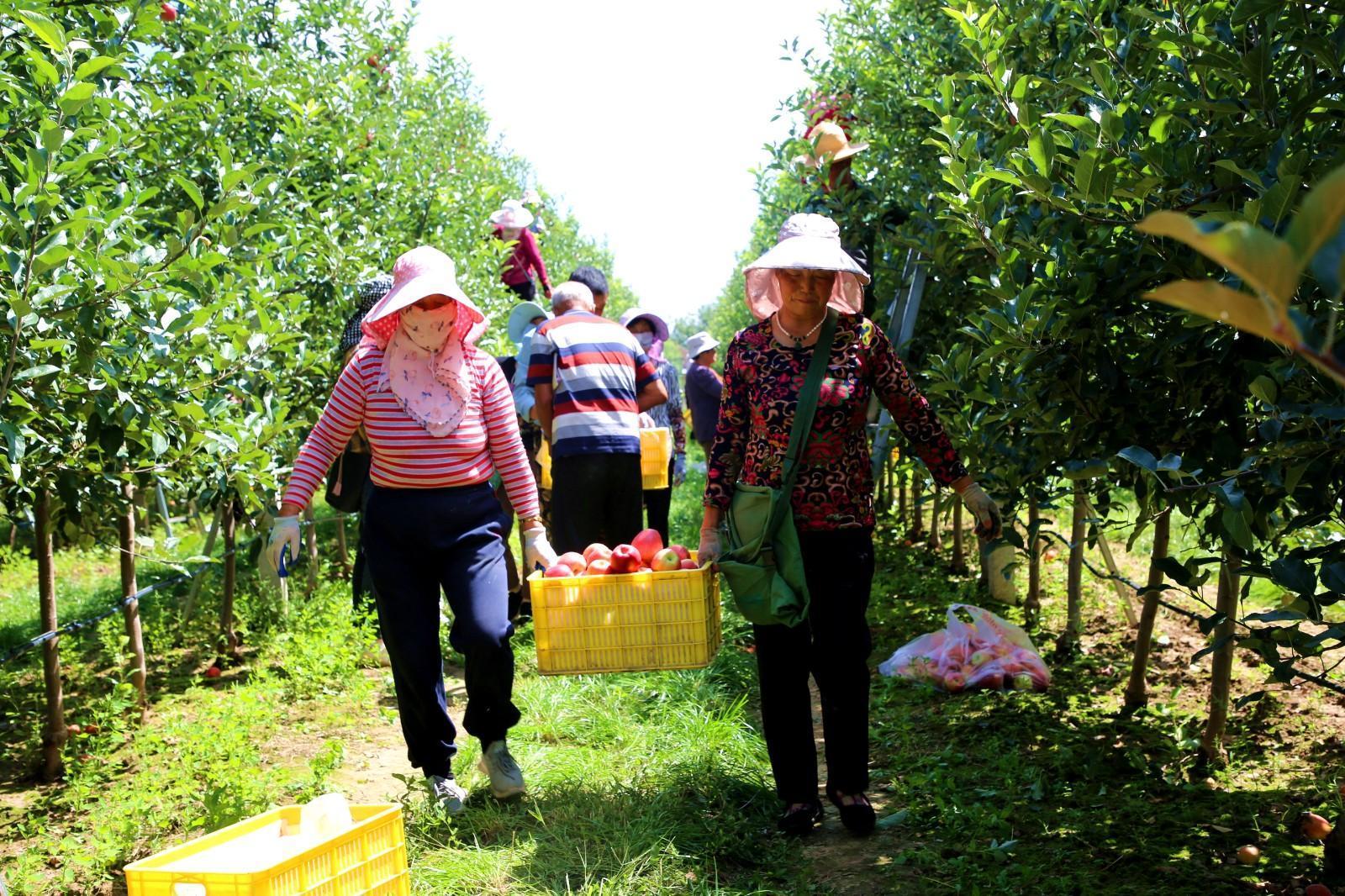 天津河東區“四鏈融合”帶動甘肅寧縣果業升級