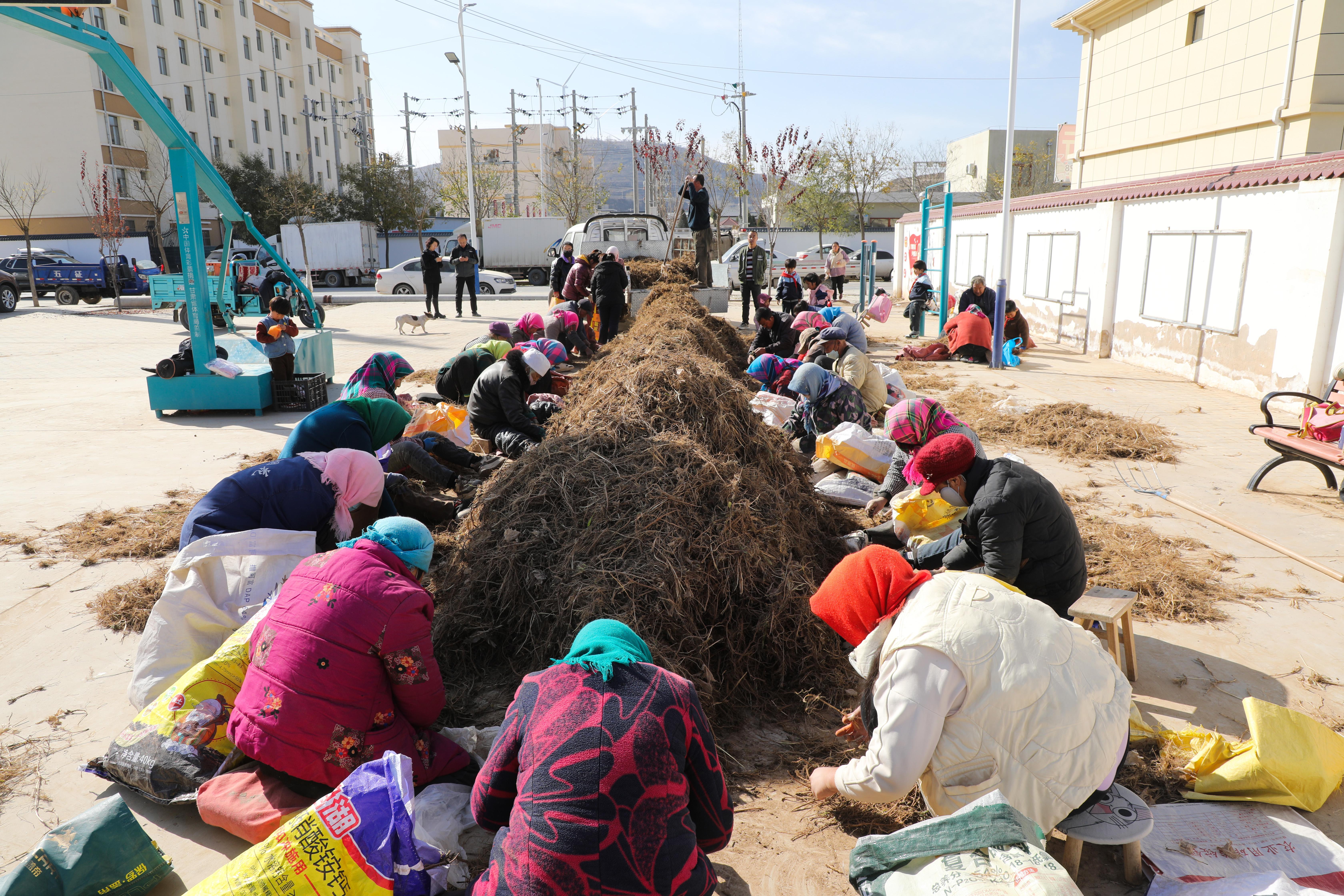 【攝影報道】環縣虎洞鎮：柴胡“小藥材”撐起產業“大天地”