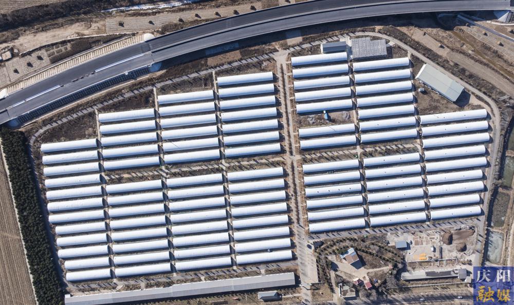 【非凡“十四五” 奮進新慶陽】 攝影報道︱日產4萬棒！華池縣山莊鄉香菇基地筑牢循環農業產業鏈