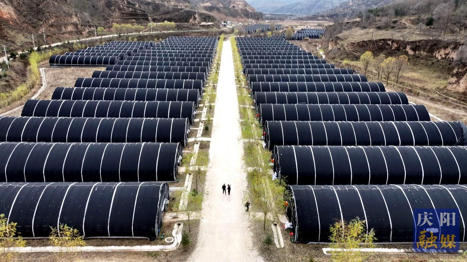 非凡“十四五”奮進(jìn)新慶陽(yáng)丨華池: