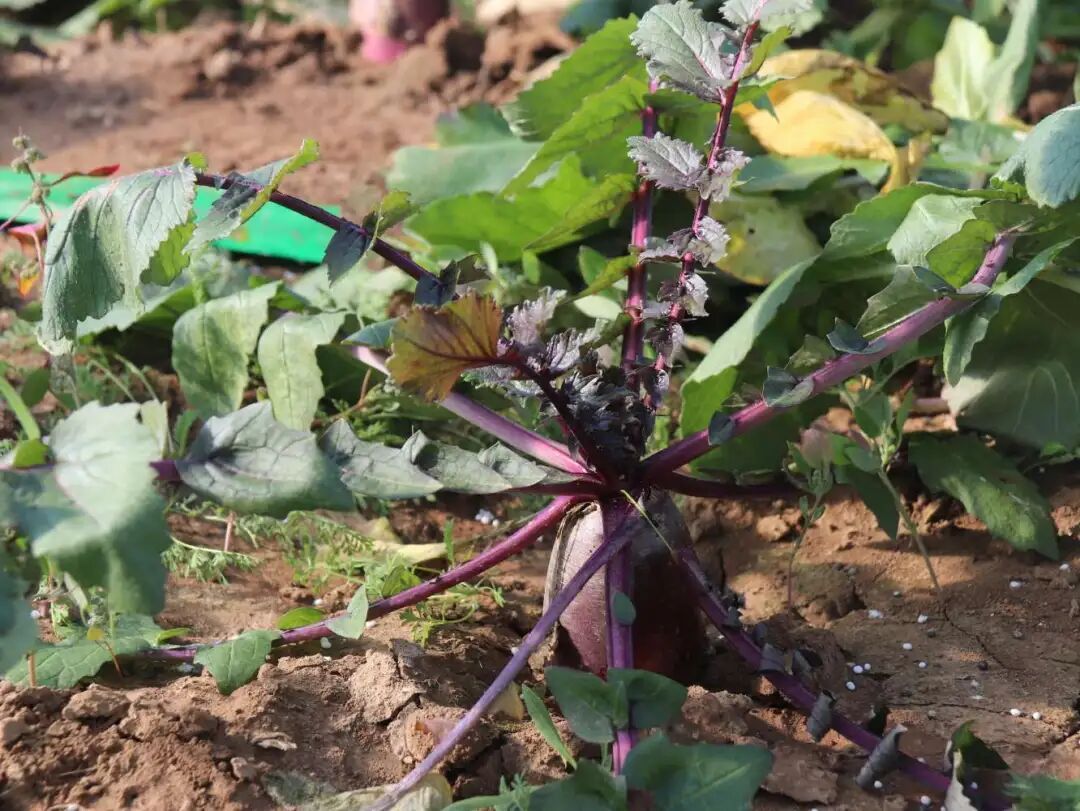 【鄉村行 看振興】顯勝鄉顯勝村：“冰淇淋蘿卜”甜蜜豐收走俏市場