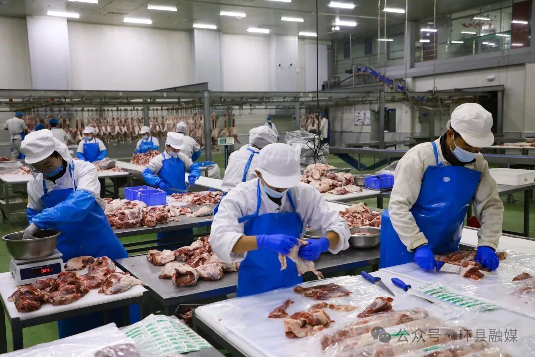 【攝影報(bào)道】冬日環(huán)縣：羊肉分割加工忙