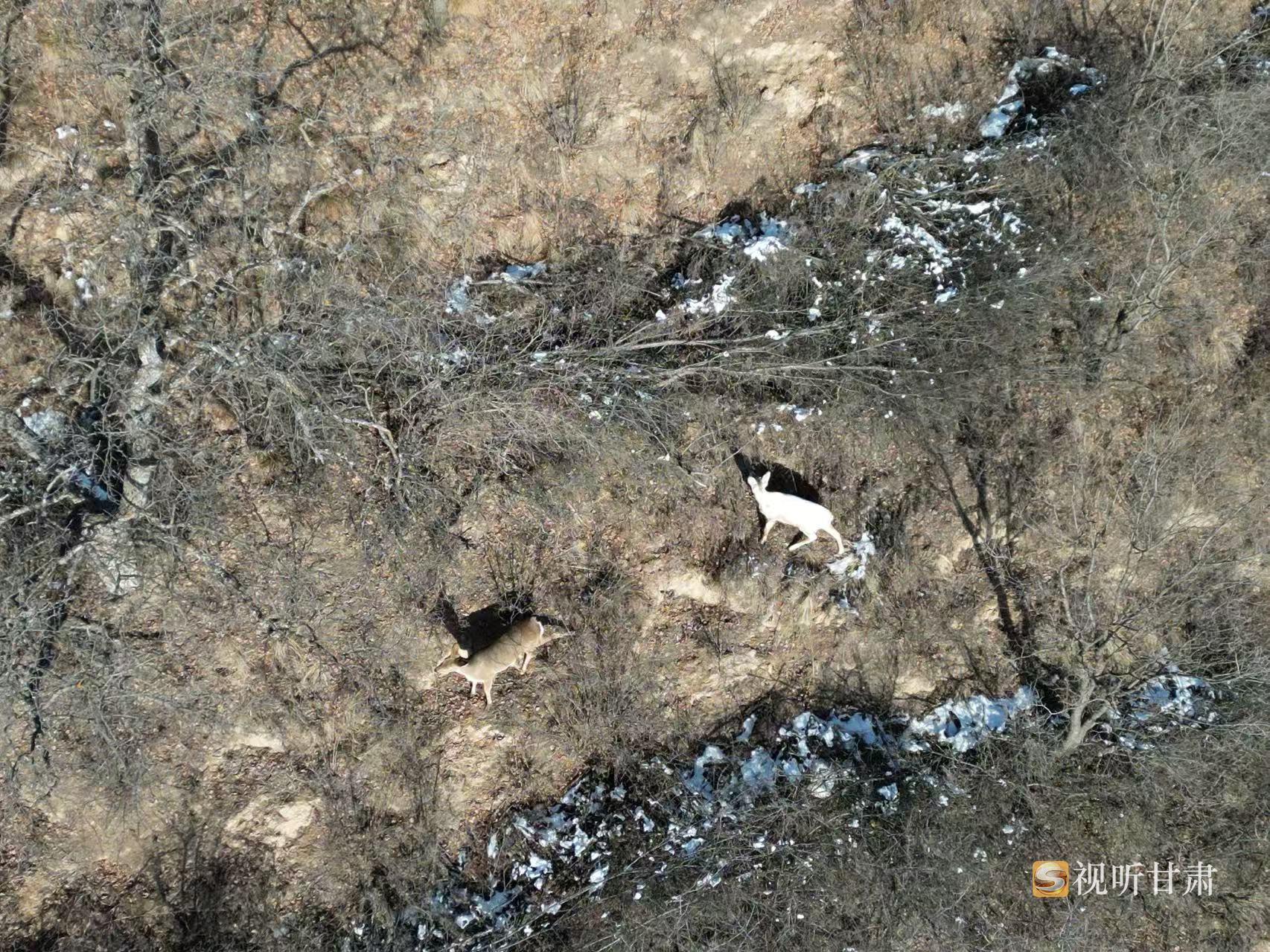 慶陽子午嶺林場現罕見白狍蹤跡→