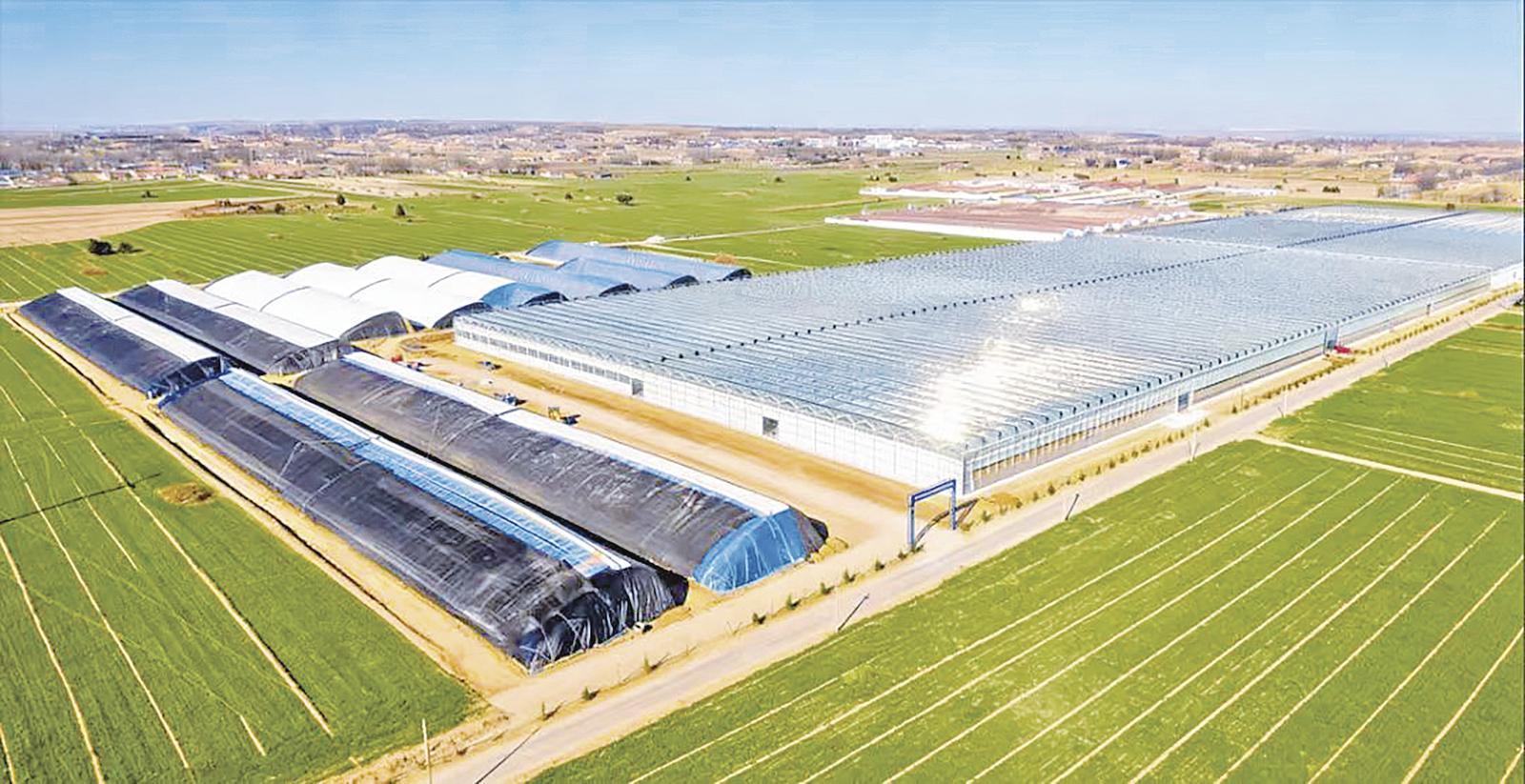 鎮(zhèn)原縣臨涇鎮(zhèn)：多元資金賦能 設施農業(yè)增效