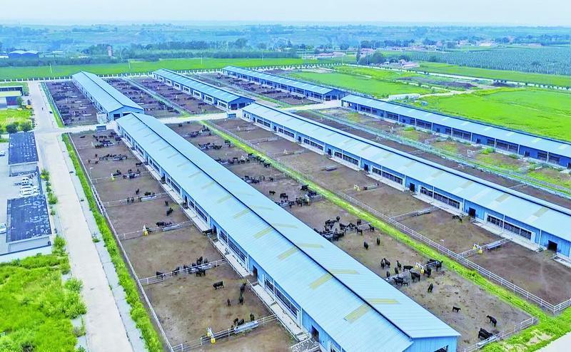 《隴東報》特刊·鄉村振興︱藥材生金、黃酒飄香......特色產業釀“幸福”