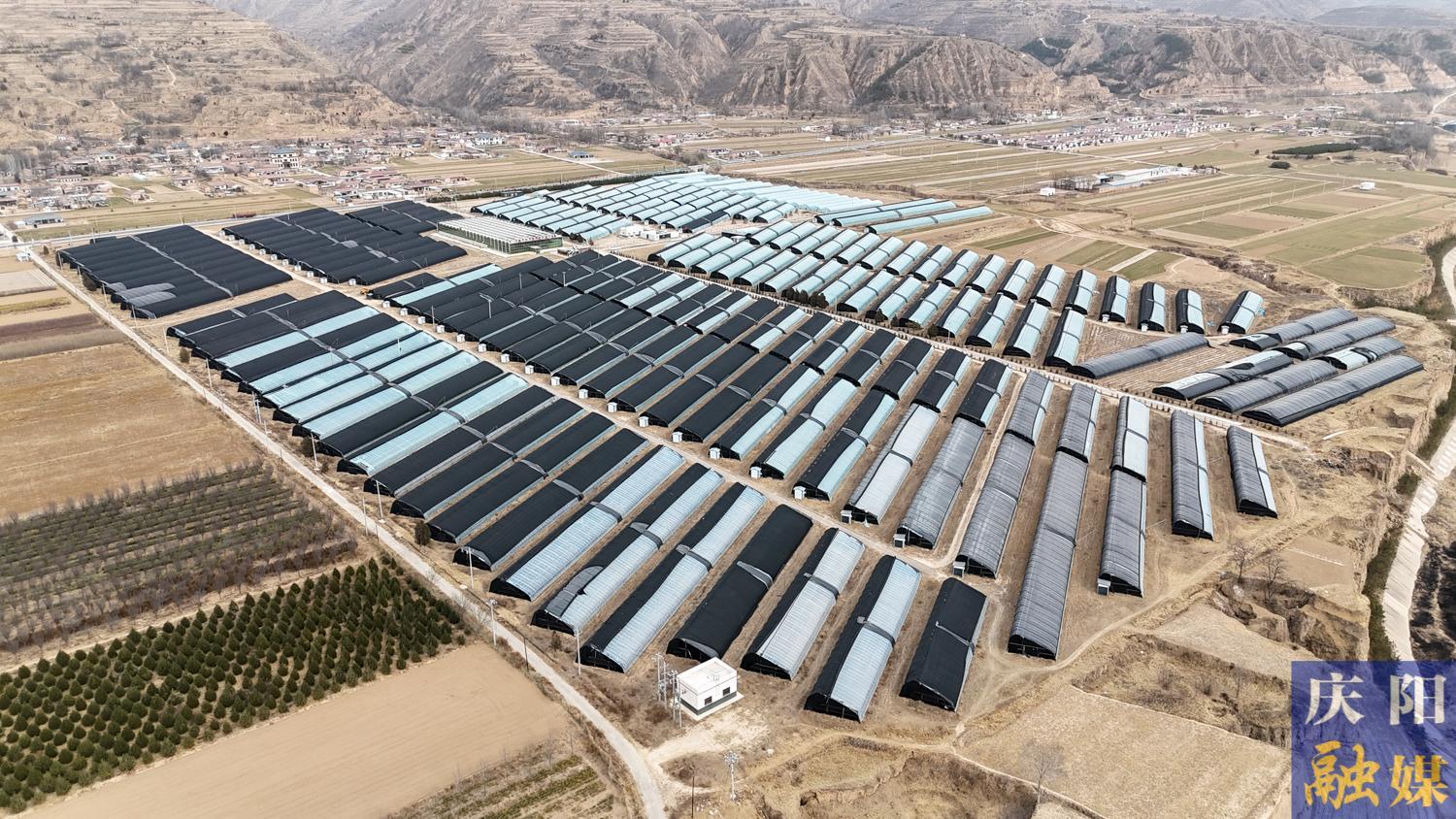 【攝影報道】鎮原開邊：人參果豐產 產銷兩旺迎新春