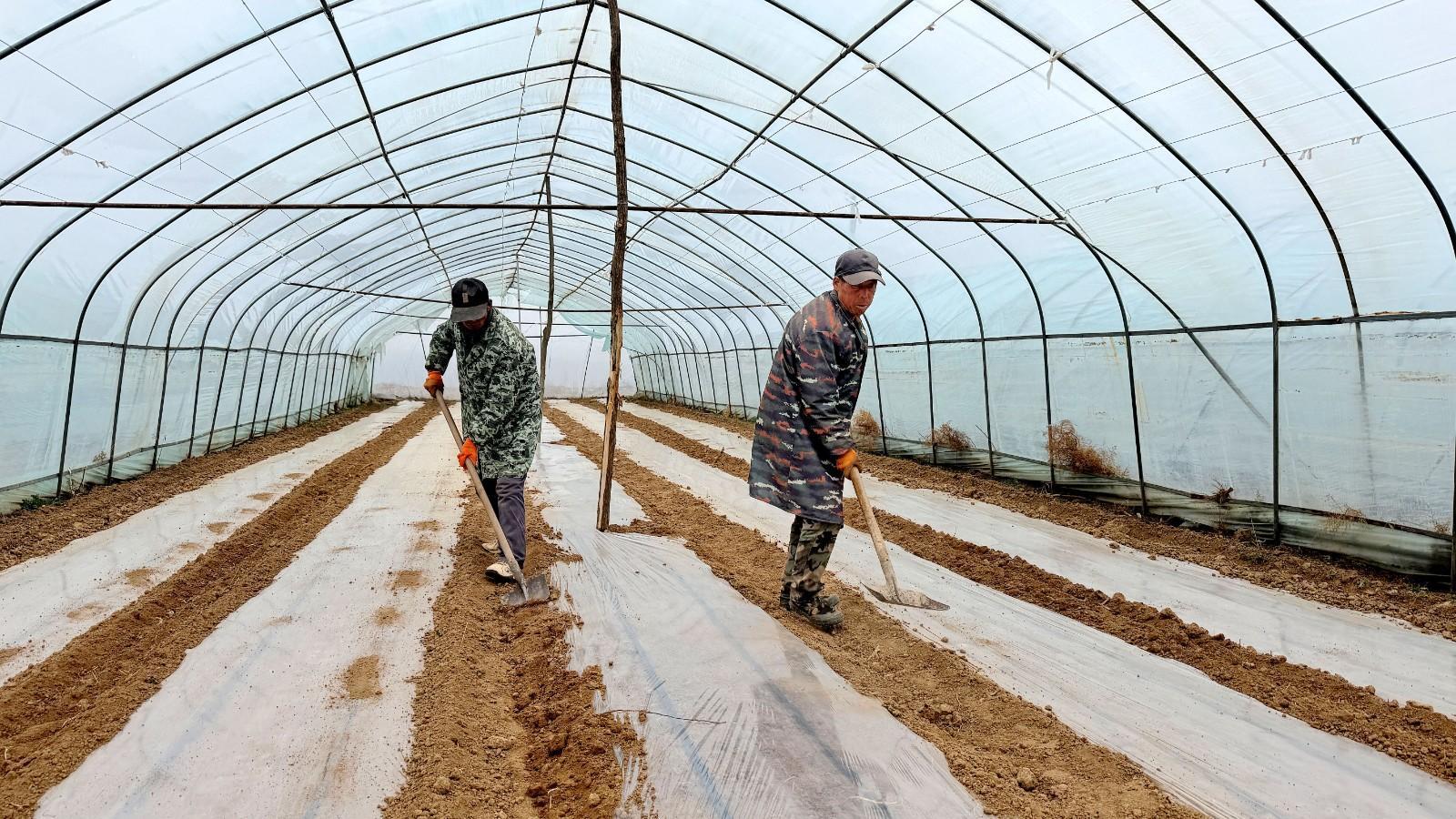 【春啟隴東 耕繪新篇】西峰區顯勝鄉：田間地頭農事忙 按下春耕“快進鍵”