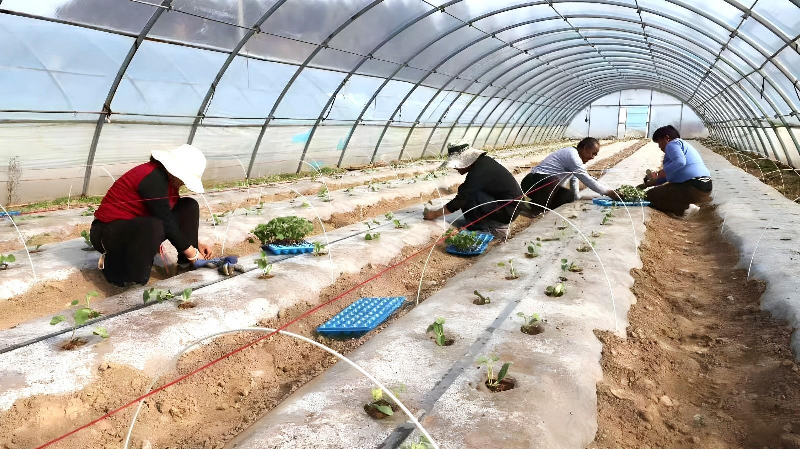 紙坊村：搶抓春耕好時節 奏響甜瓜“致富曲”