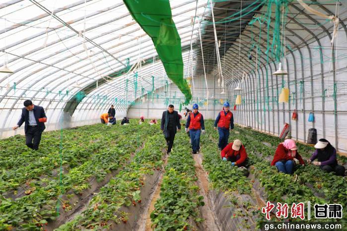 慶陽：一棚莓果一棚喜 一路供電一路安